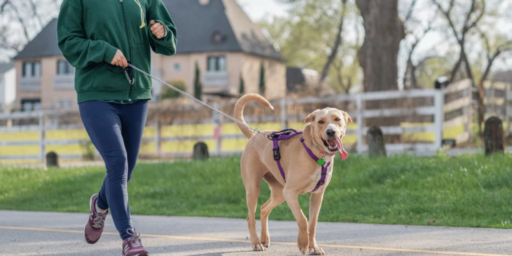 Il marciapiede è troppo caldo per portare a spasso il tuo cane? 1 cane caldo marciapiede