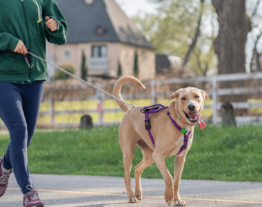 cane caldo marciapiede