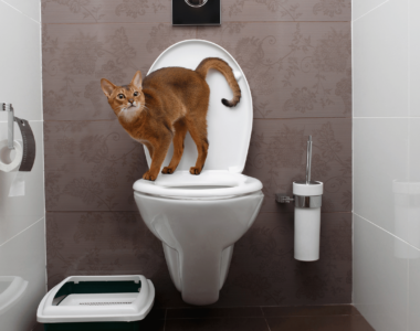 cane gatto popo in bagno