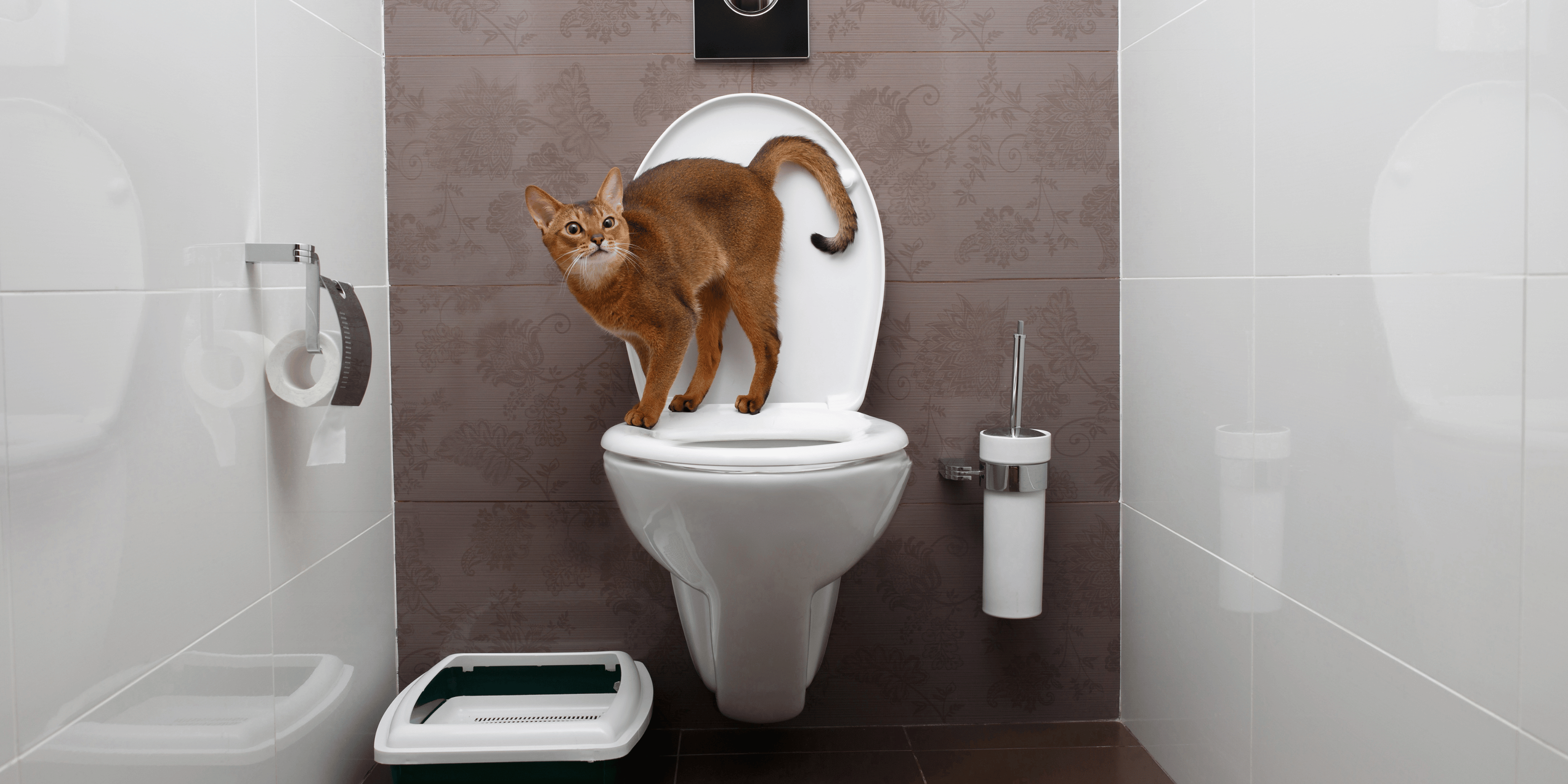 cane gatto popo in bagno
