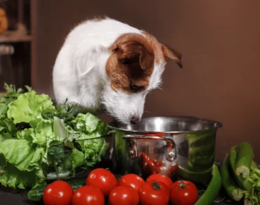 cane-mangia-lattuga