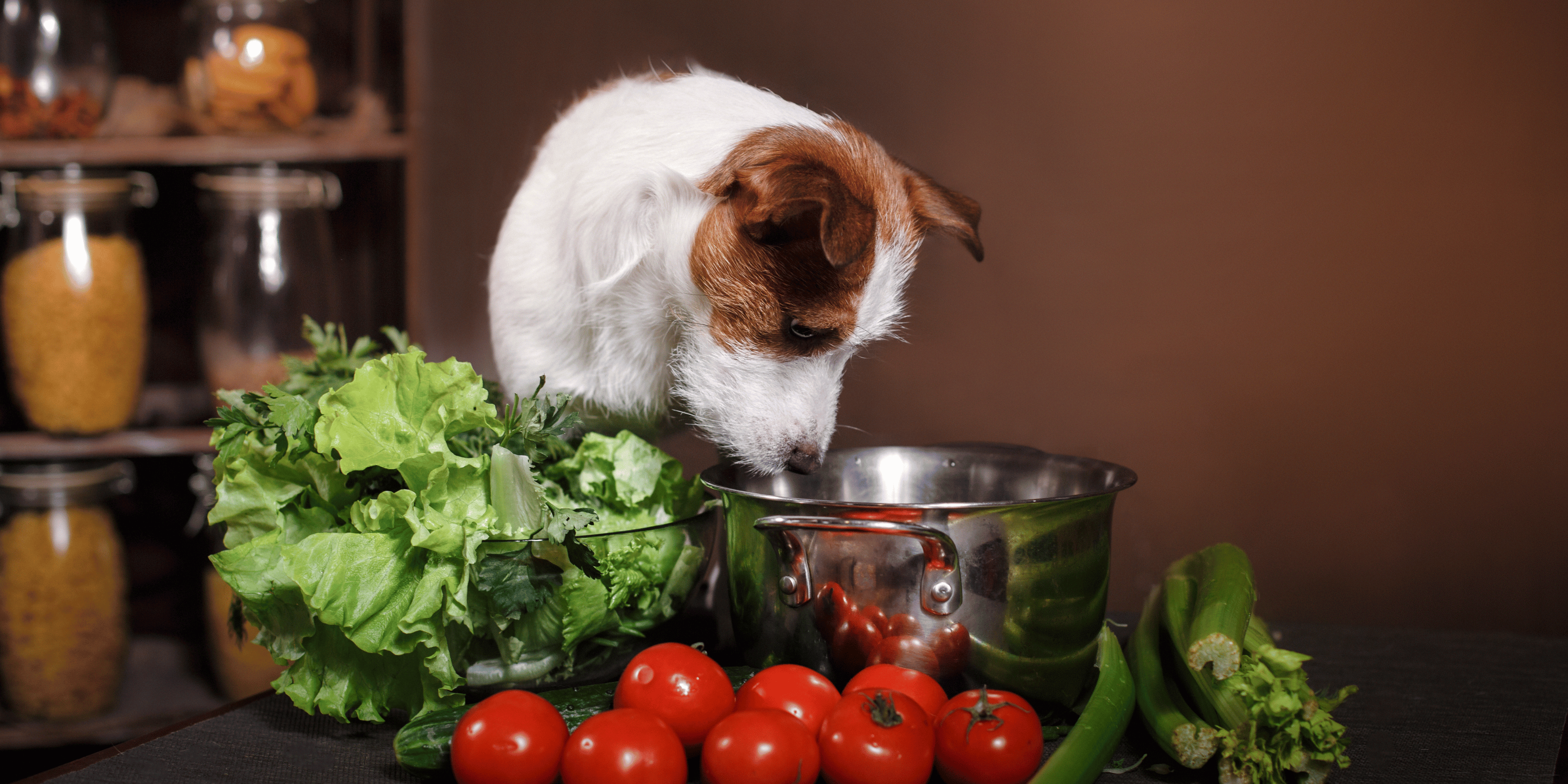 I cani possono mangiare la pasta?