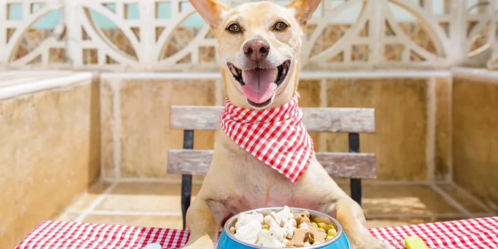cane mangiare cibo umano