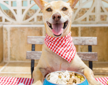 cane mangiare cibo umano