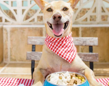 cane mangiare cibo umano