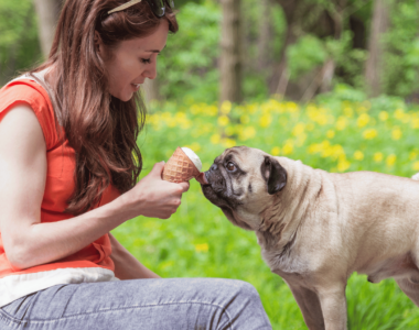 cane può mangiare gelato