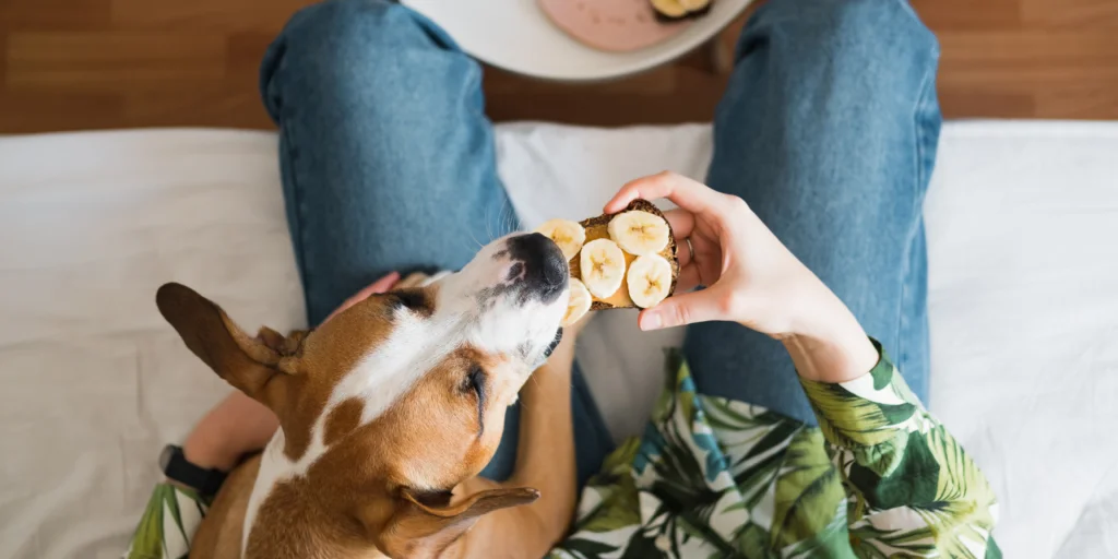 cane può mangiare la banana