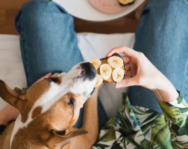cane può mangiare la banana