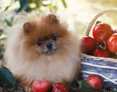 cane può mangiare mela