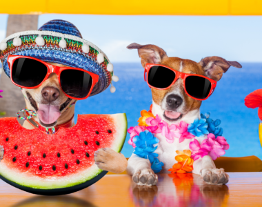 cane può mangiare melone