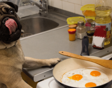cane può mangiare uova