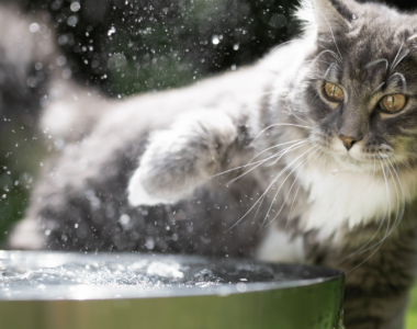 come si sentono davvero i gatti acqua