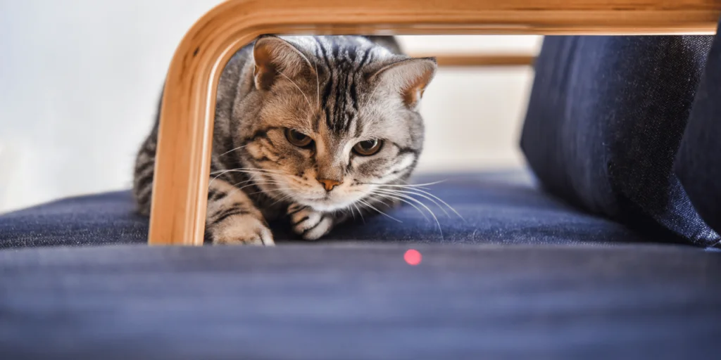 gatto segue laser