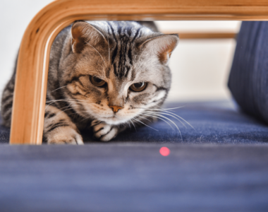 gatto segue laser