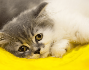 i gatti sanno quando sei triste