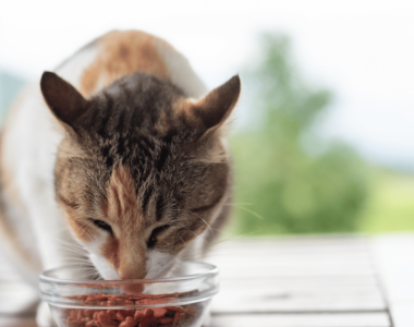 ipertiroidismo gatti come trattarlo