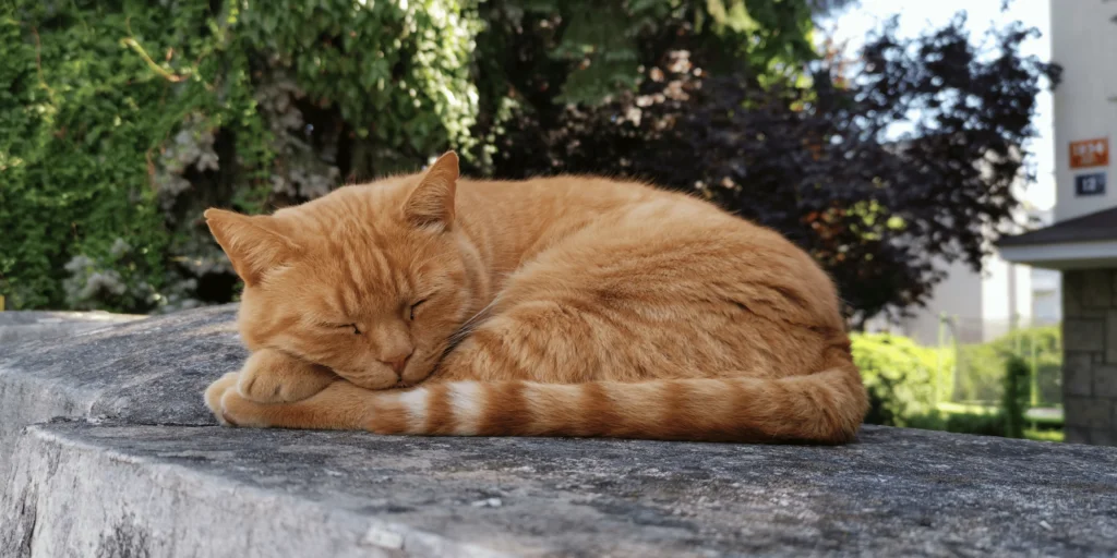 Perché i gatti dormono così tanto? 7 motivi per cui il tuo gatto potrebbe dormire tutto il giorno. 1 perchè gatti dormono cosi tanto