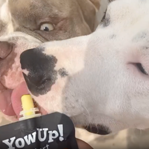 yowup yogurt cane con pollo per articolazioni visual