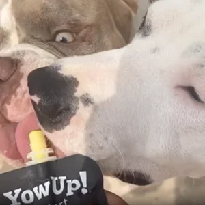 YowUp Yogurt per Cane con Pollo per Articolazioni 10 Bustine da 115 gr - YowUp! - Foto 2 | AlanDog
