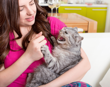 7 cose che i gatti odiano