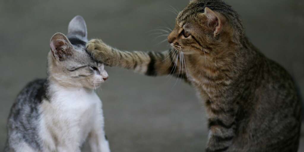 Come integrare un nuovo Gattino nella Famiglia Felina 1 Come integrare un nuovo Gattino nella Famiglia Felina
