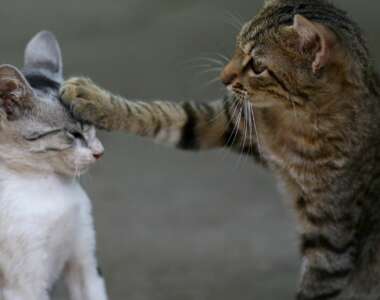 Come integrare un nuovo Gattino nella Famiglia Felina