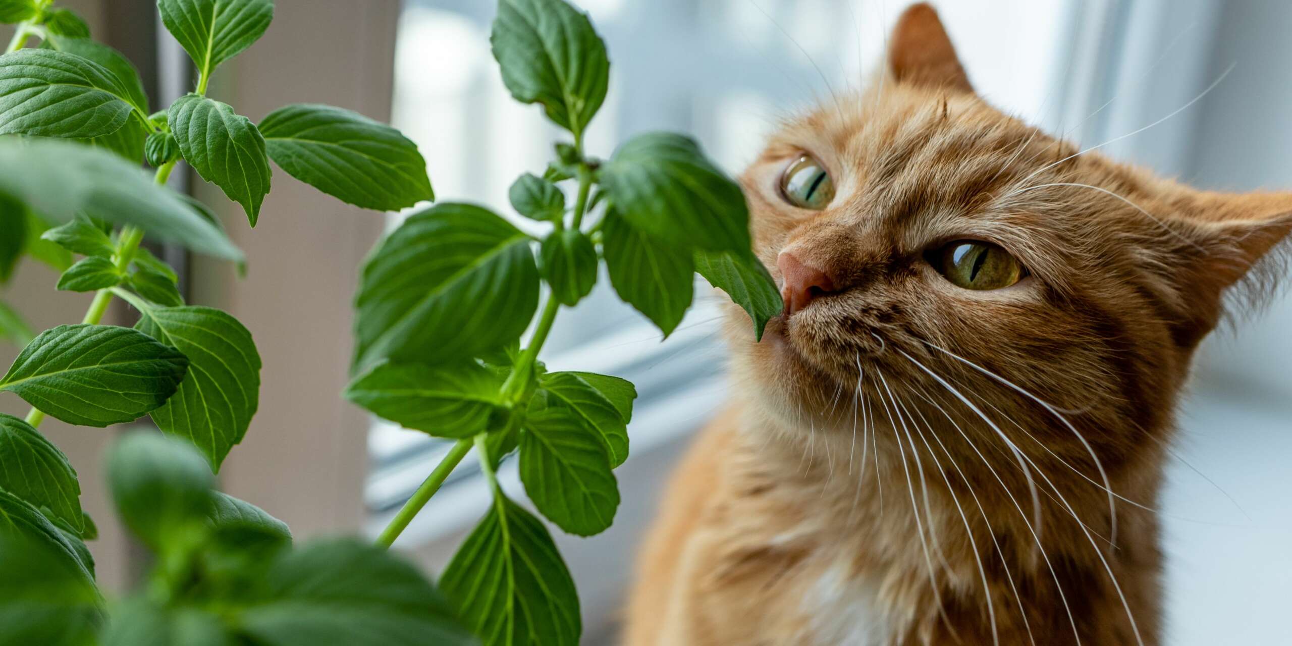 I gatti possono mangiare il basilico