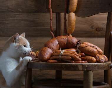 I gatti possono mangiare il salame