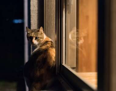 I gatti riescono a vedere al buio