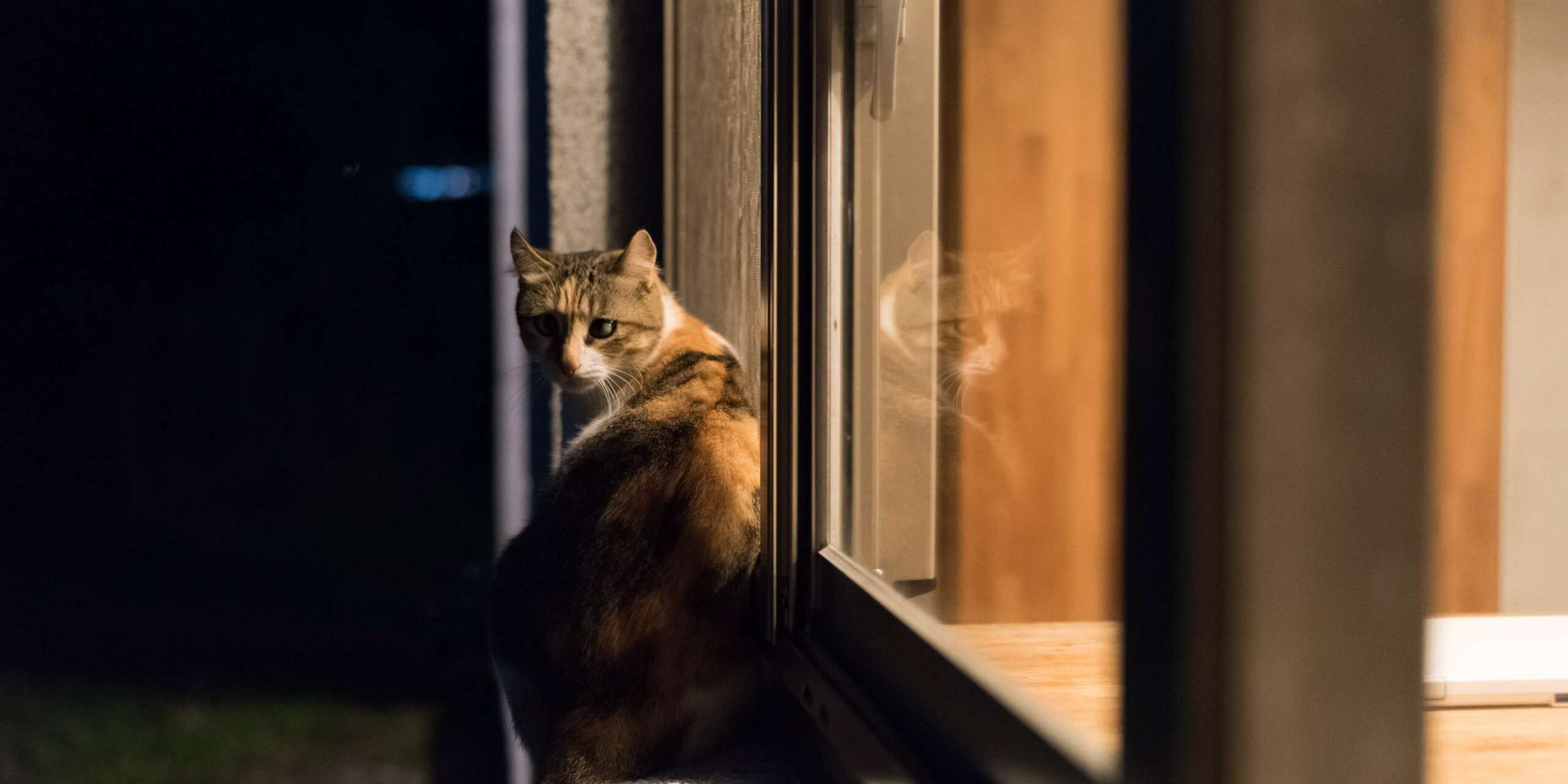 I gatti riescono a vedere al buio