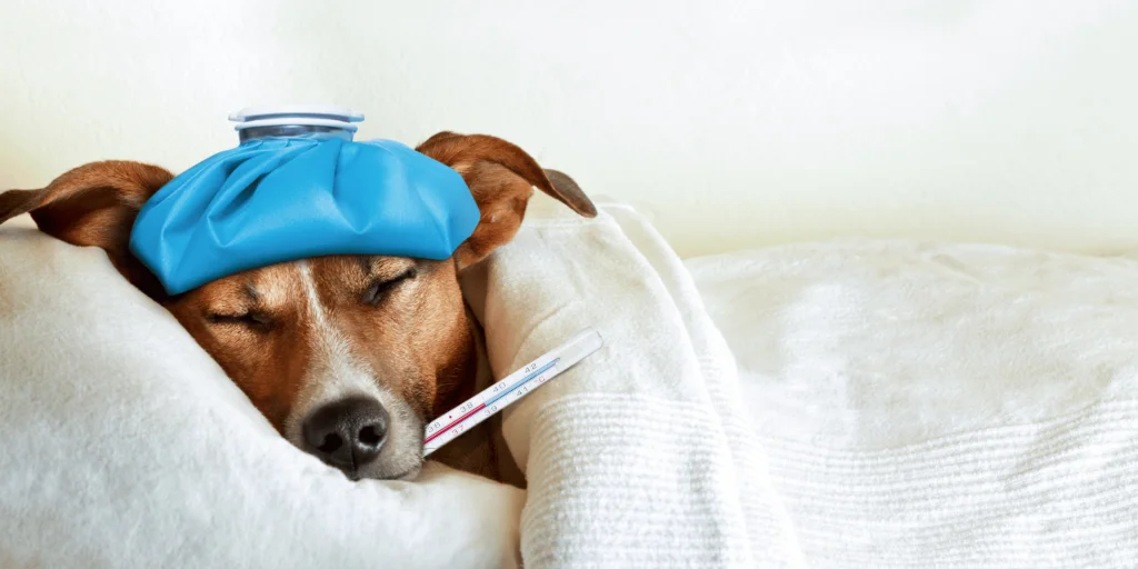 Perché il mio cane tossisce e fa dei rumori strani con la gola