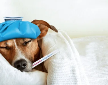 Perché il mio cane tossisce e fa dei rumori strani con la gola