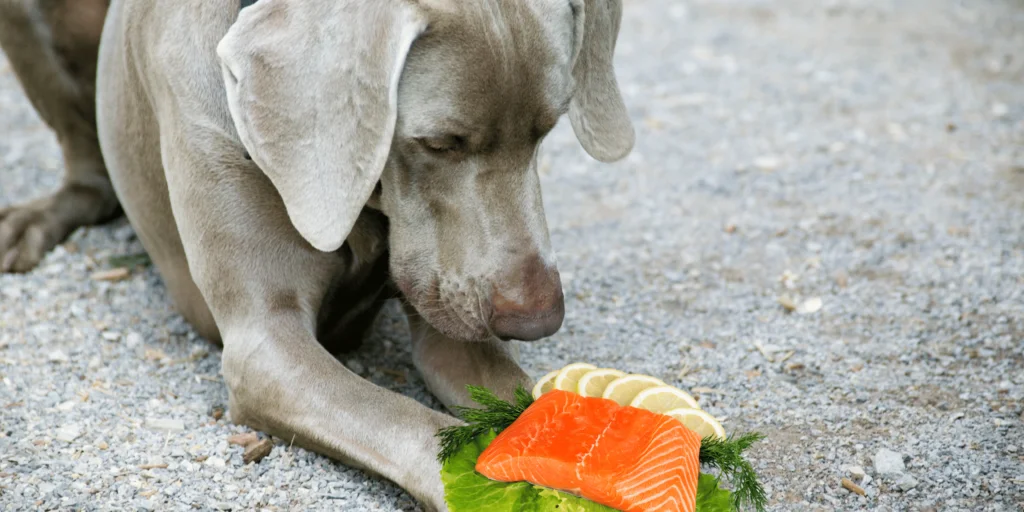 cane salmone