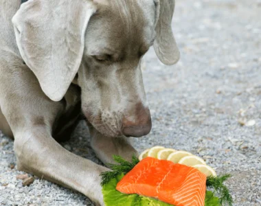 cane salmone
