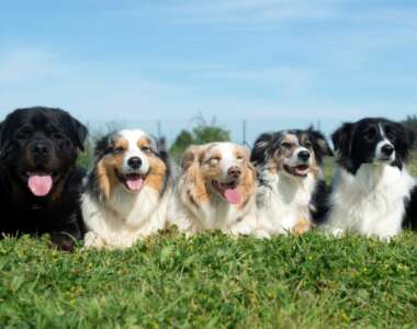 Quale razza scegliere come primo cane