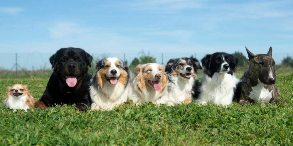 14 migliori razze per la scelta del primo cane 1 Quale razza scegliere come primo cane