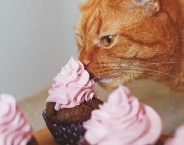 Quali alimenti umani sono velenosi per i gatti