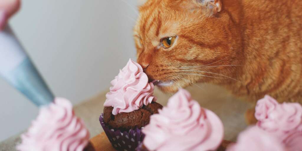 Quali alimenti umani sono velenosi per i gatti