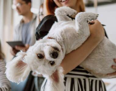 come introdurre animale domestico in casa