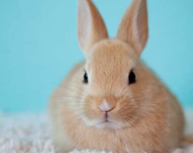 coniglio domestico come curarlo