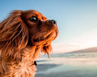 estate in sicurezza con il proprio cane