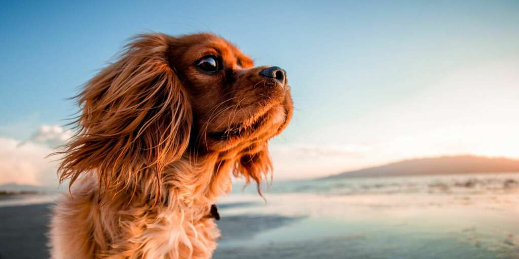Estate con il Tuo Cane: Consigli per un Divertimento Sicuro 1 estate in sicurezza con il proprio cane