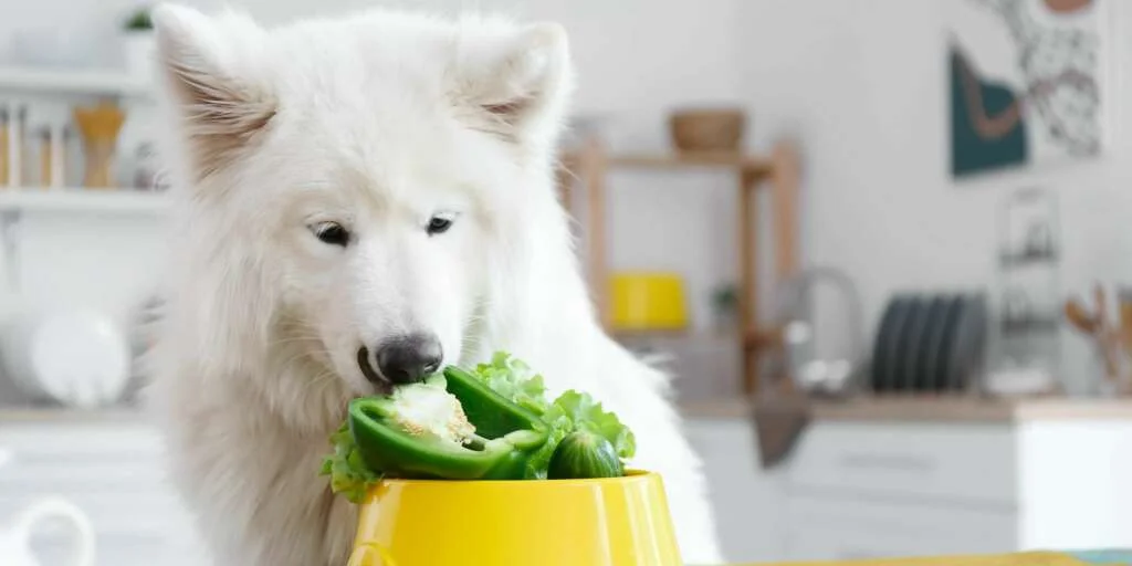 i cani possono mangiare peperoni