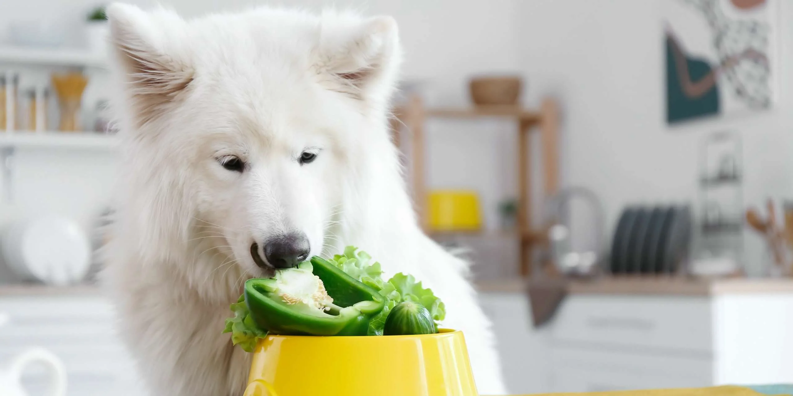I cani possono mangiare i peperoni? 1 i cani possono mangiare peperoni