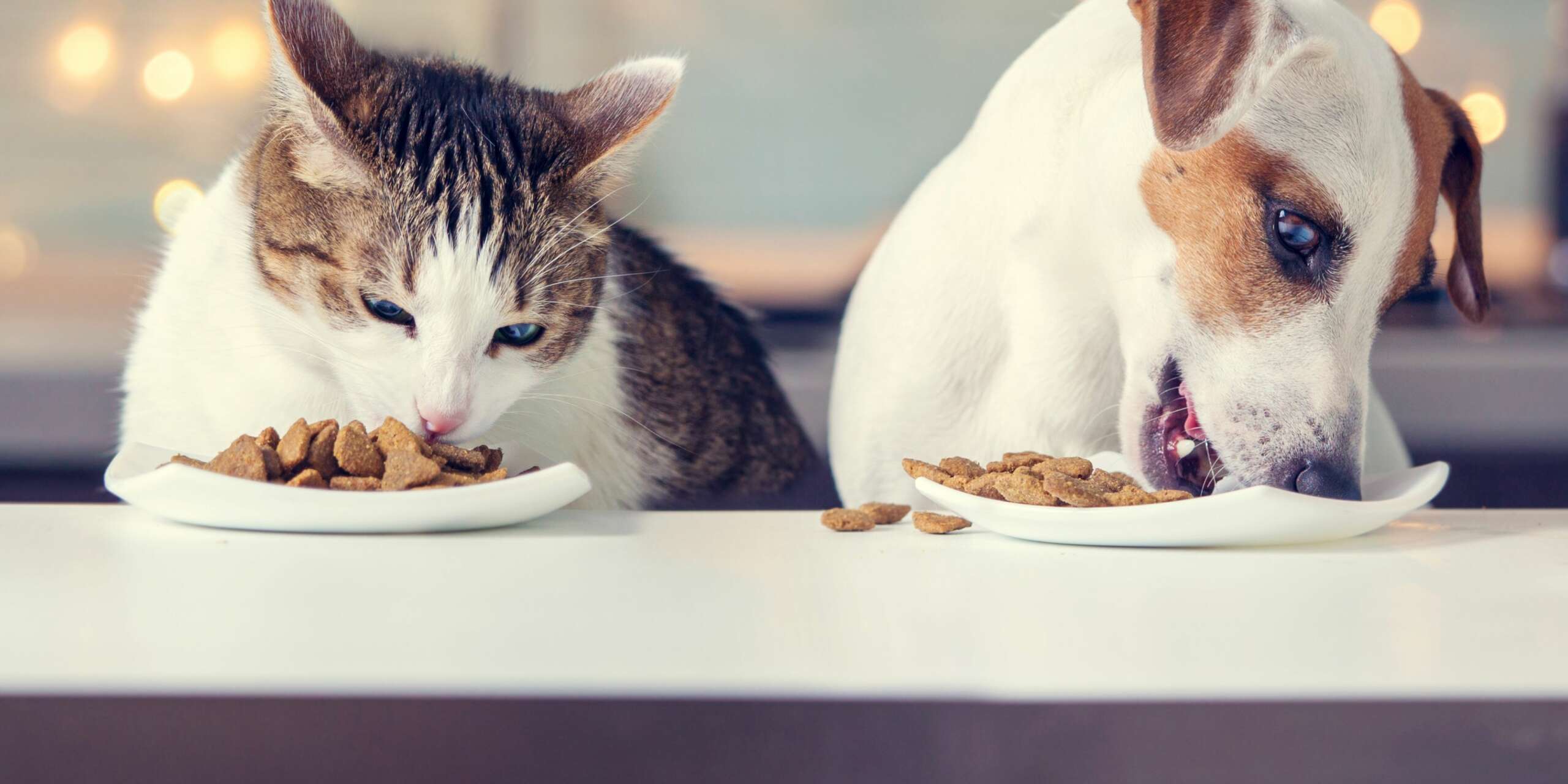 i gatti possono mangiare cibo per cani