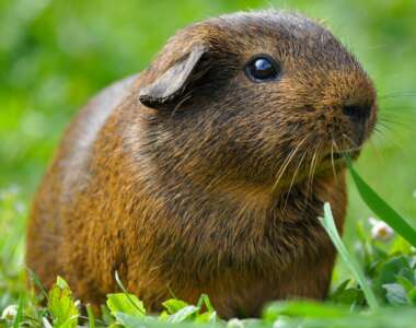 porcellino-india-animale-domestico