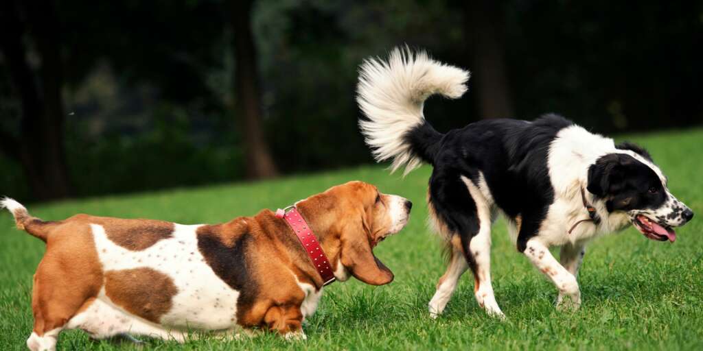 Alcuni fatti sorprendenti che non ti aspettavi sul senso dell'olfatto dei cani