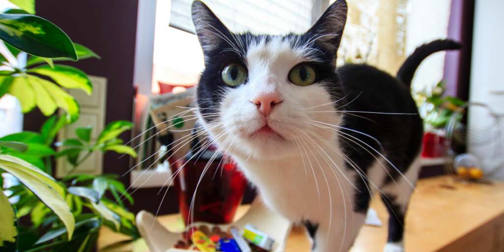 Avete mai pensato a cosa voglia comunicarci il gatto con il movimento delle orecchie? 1 Avete mai pensato a cosa voglia comunicarci il gatto con il movimento delle orecchie
