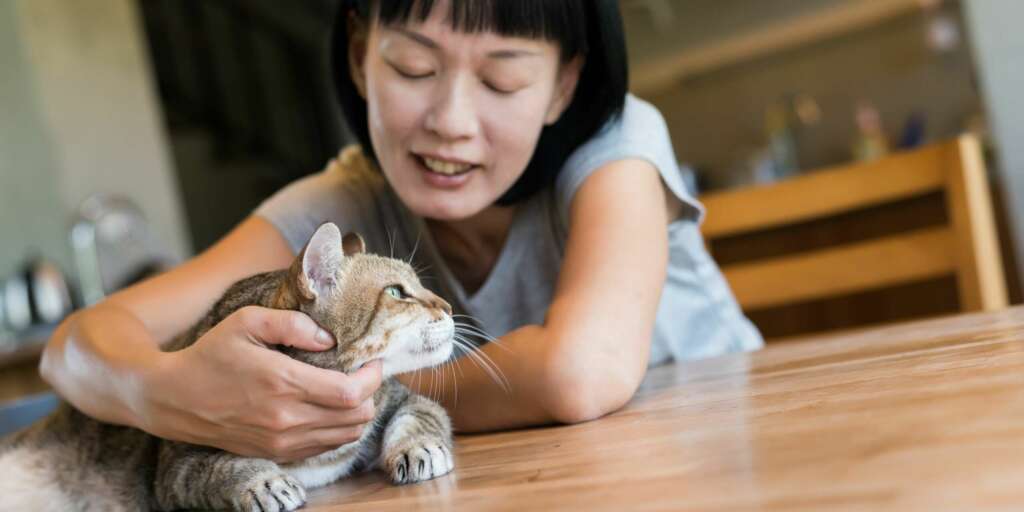 Coccolatore di gatti un nuovo lavoro da sogno