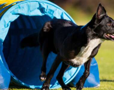 Come addestrare il cane e stabilire una routine quotidiana